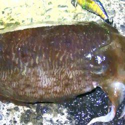 湾内タコだらけ、コウイカ、メバルカサゴは型がよくなってきました